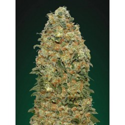 Skunk CBD